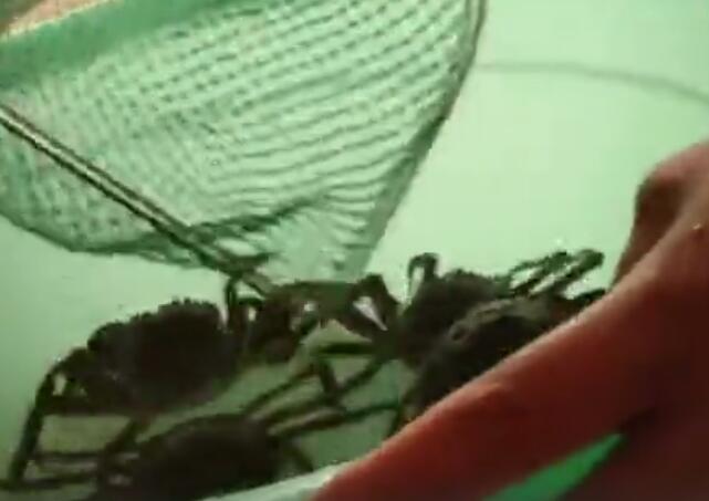 真相来了!假冒阳澄湖大闸蟹究竟怎么回事?背后原因及详情令人发指