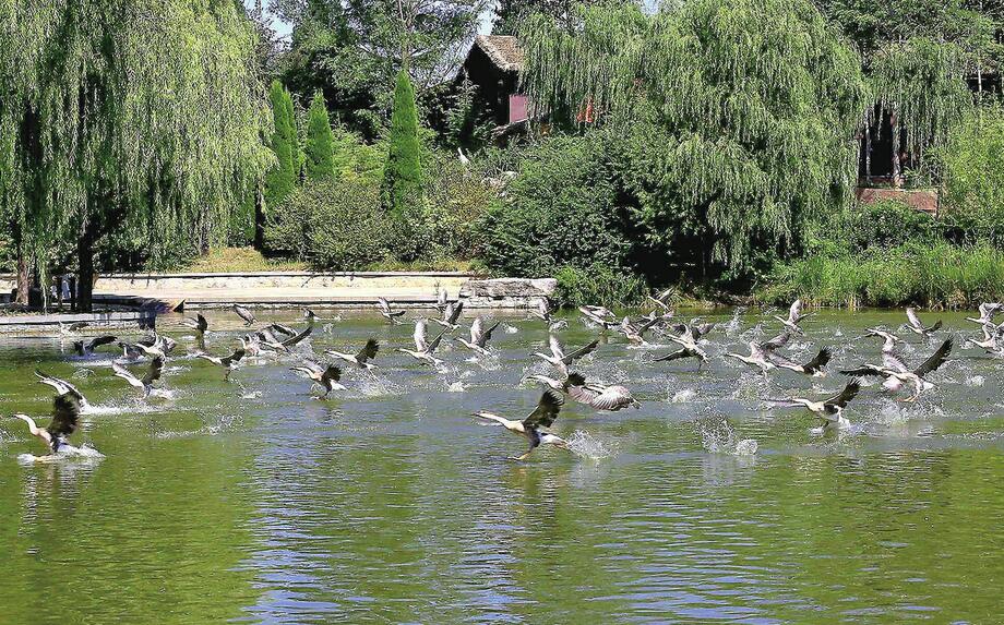 济南野生动物世界[大雁放飞]成为新风景