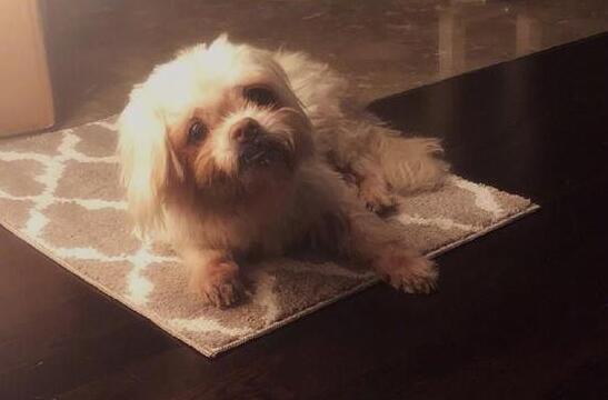 言辞悲伤！张馨予发文悼念 陪伴18年的爱犬在怀里离开