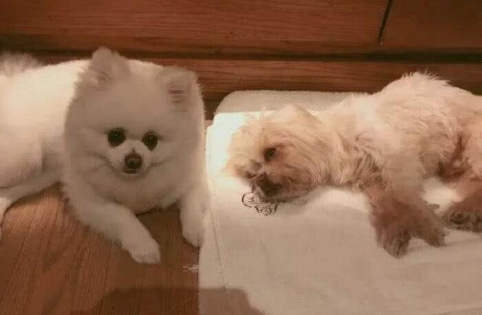 张馨予发文悼念心爱狗狗 18年的陪伴怎奈聚散终有时