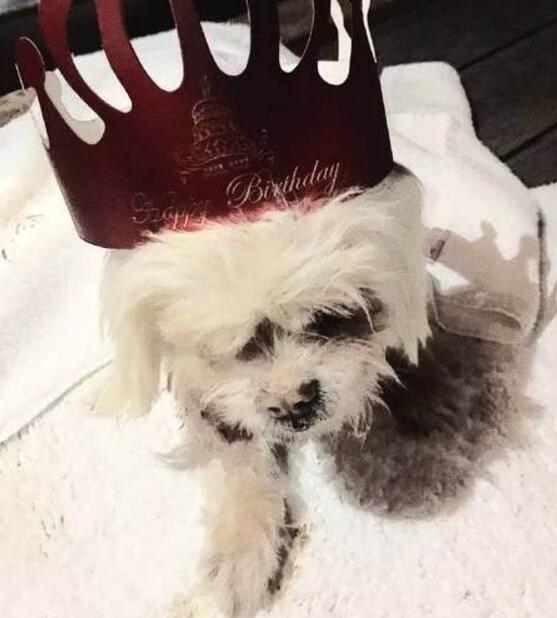 张馨予发文悼念心爱狗狗 18年的陪伴怎奈聚散终有时