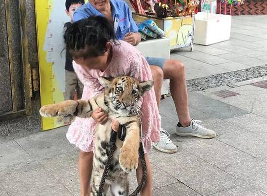 以权谋私?9岁女孩遛老虎 万兽之王给“虎妞”当狗遛它不要面子的吗?