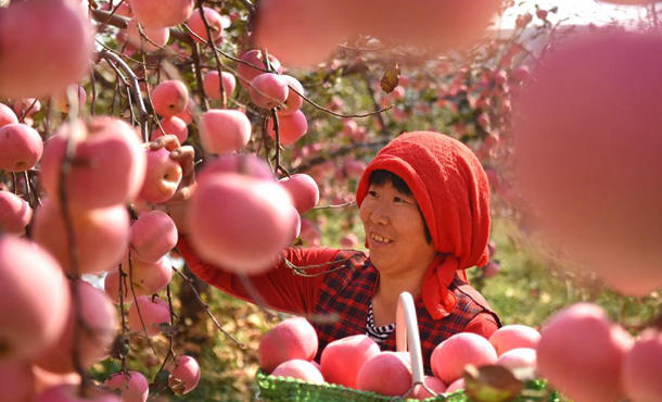 山东沂源：苹果丰收醉金秋