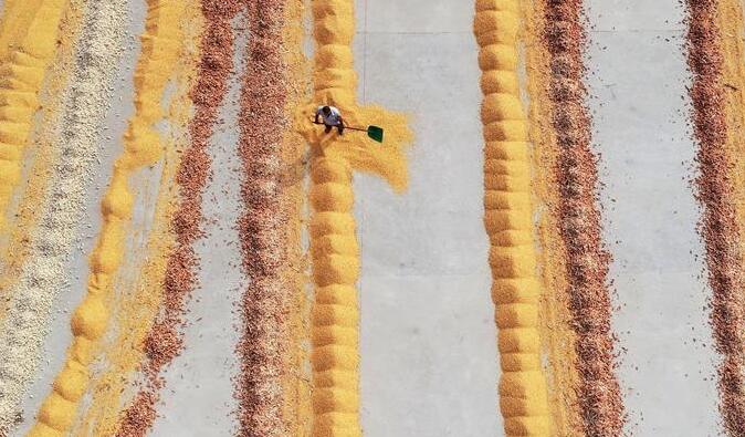 山东：金秋收获忙