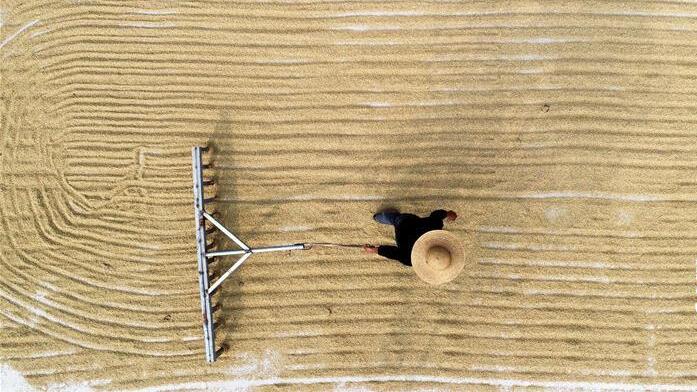 山东：金秋收获忙