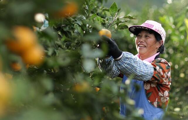 贵州丹寨:苗乡金秋 柑橘飘香