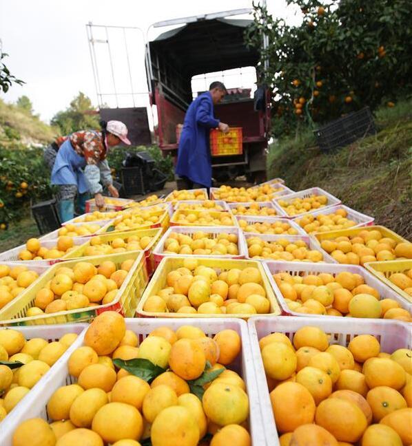 贵州丹寨:苗乡金秋 柑橘飘香