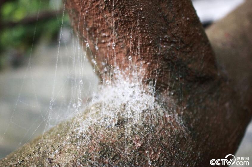 【新时代·幸福美丽新边疆】德天跨国瀑布宛若仙境令人陶醉