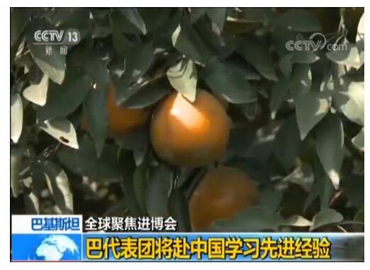 【全球聚焦进博会】巴基斯坦农产品企业期待更多发展机遇