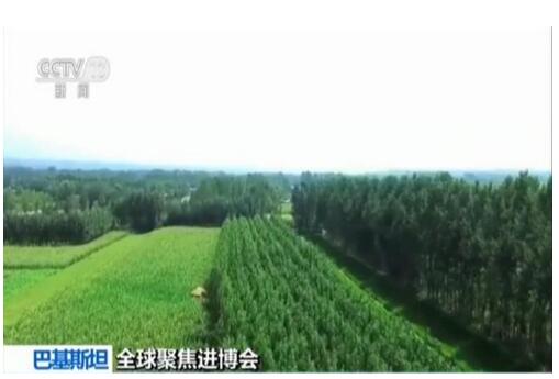 【全球聚焦进博会】巴基斯坦农产品企业期待更多发展机遇