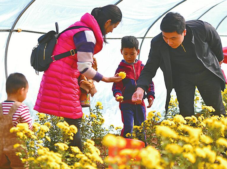 泉水养大的贵妃菊等你来采摘 未来半个月时间