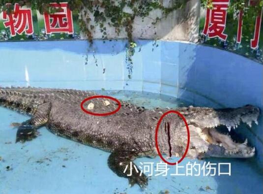 这就是真相!游客砸伤亚洲鳄鱼究竟怎么回事?背后原因及详情令人发指