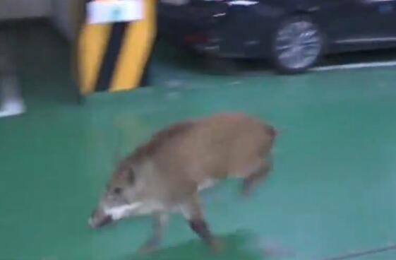 是佩奇吗?首尔现野猪群