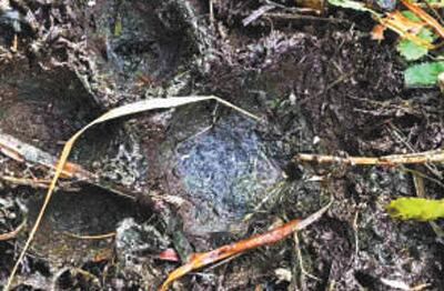 黑龙江现野生东北虎 通体橙黄形态健硕威猛十足