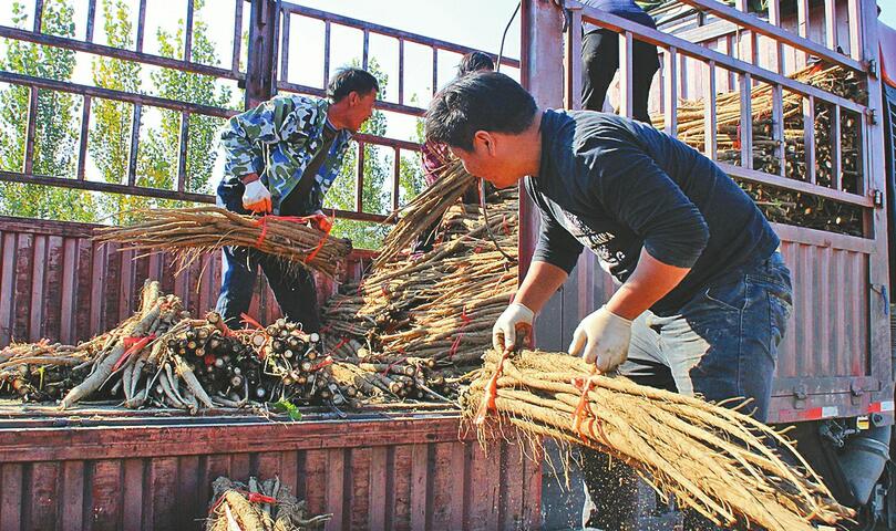 产业托起乡村振兴梦