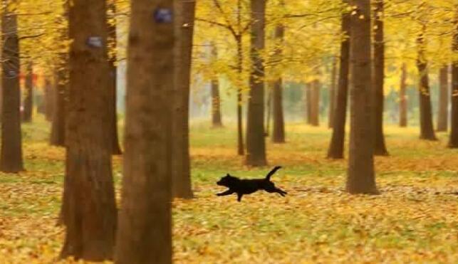 临沂：初冬银杏美