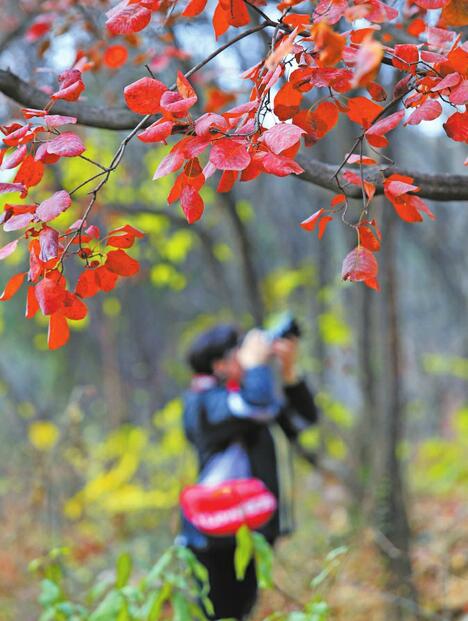 千佛山初冬呈五彩 缤纷落叶如诗如画