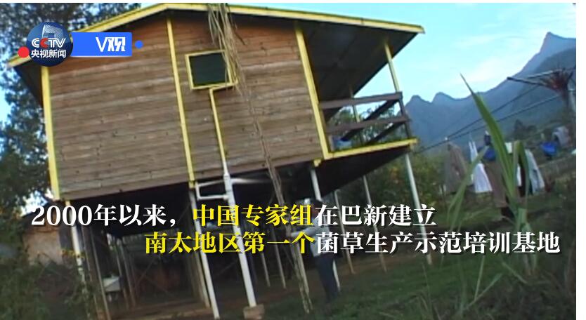 【独家V观】习近平牵线 中国菌草助巴新发展