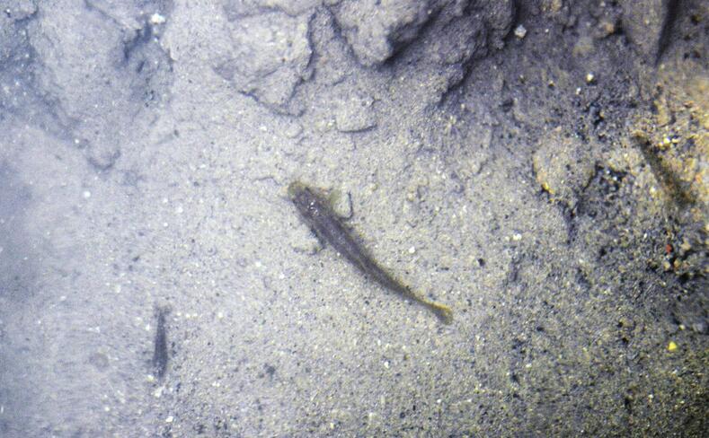 芙蓉街施工挖出新泉？有关部门和专家正在研究