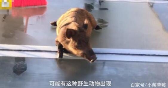 笑skr人!猪咋上去的？山猪误闯玻璃天桥 恐高的“二师兄”被保安解救