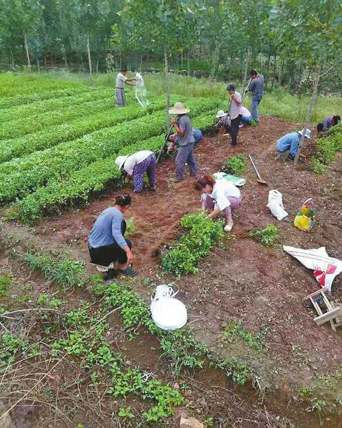 南部山区探索农业产业调整，在5村试点中草药种植