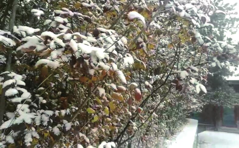 山东多地雪花飞舞 济南将迎“断崖式”降温