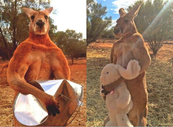 还记得它吗?网红肌肉袋鼠去世 身高2米肱二头肌突出 能徒手打扁铁桶