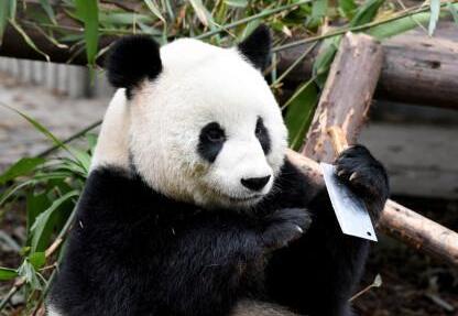 真相曝光惊呆!成都大熊猫玩菜刀是怎么回事?饲养员一个举动险酿祸