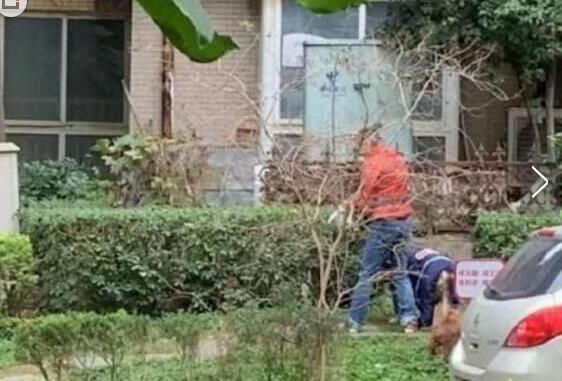 吓哭了!女生深夜遭犬猛咬怎么回事?全身咬的都是窟窿真相令人头皮发麻