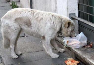 这就是真相!男子喂流浪狗赔钱是怎么回事?背后真相详情始末曝光惊了