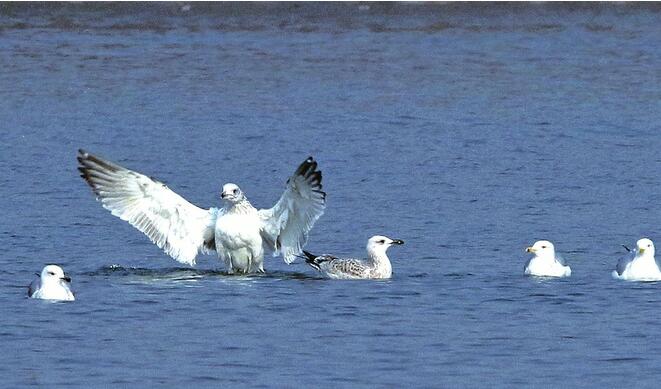 大明湖来了一群“稀客”