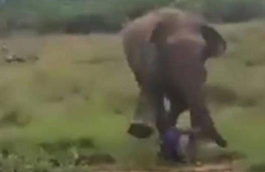 终于真相了!催眠大象被踩死是怎么回事?这起事件背后详细始末曝光