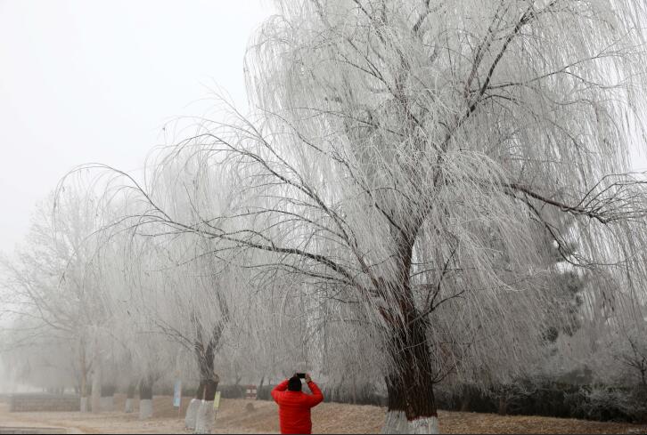 济南百里黄河现雾凇美景