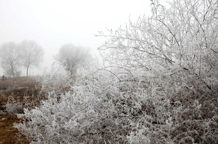济南百里黄河现雾凇美景