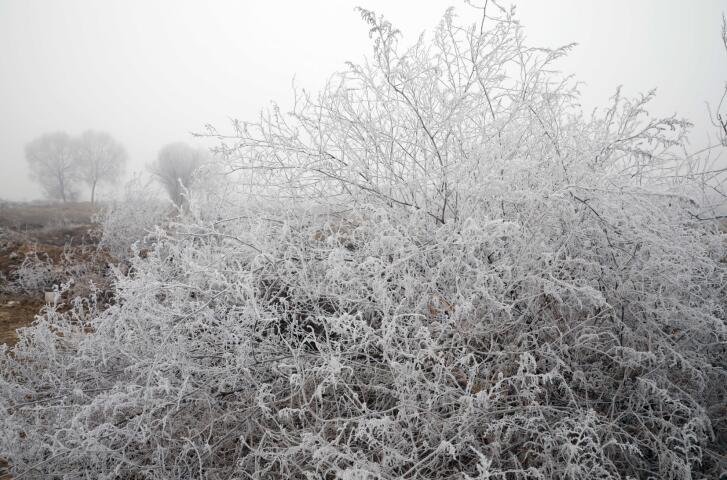 济南百里黄河现雾凇美景