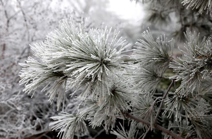 济南百里黄河现雾凇美景