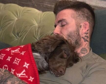 终于真相了!小贝爱狗盖名牌毯是怎么回事?还原背后详情始末震惊网友