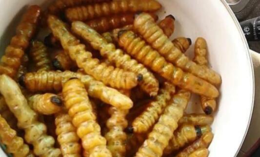 八年树木另有乾坤?男子偷虫子被刑拘 药用斗米虫身价不菲