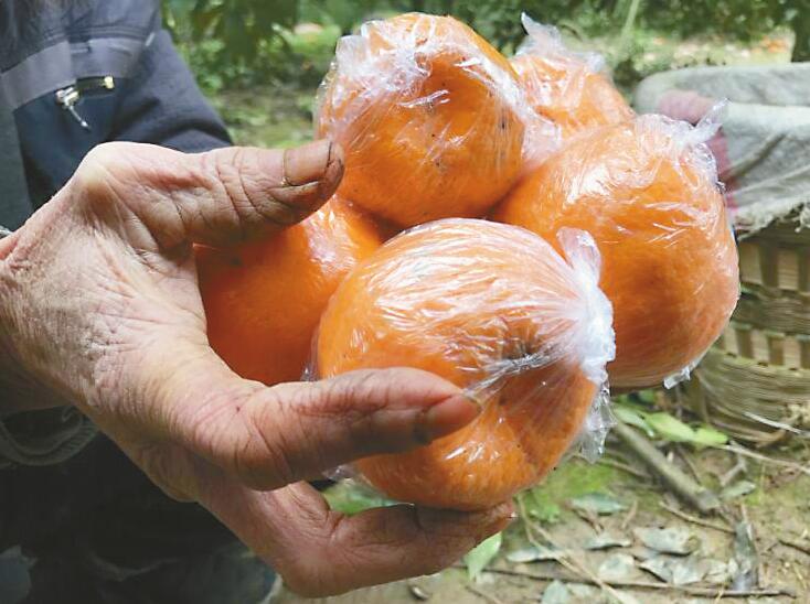 让湘西果农过个好年！众济企抢购爱心椪柑