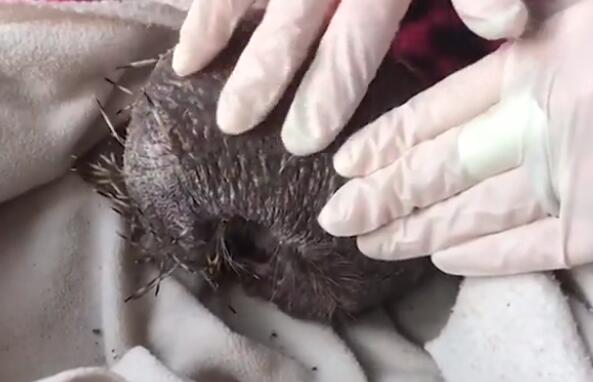 笑中有泪!刺猬因压力大秃顶是真是假?“脱发”真是个跨种族的难题啊