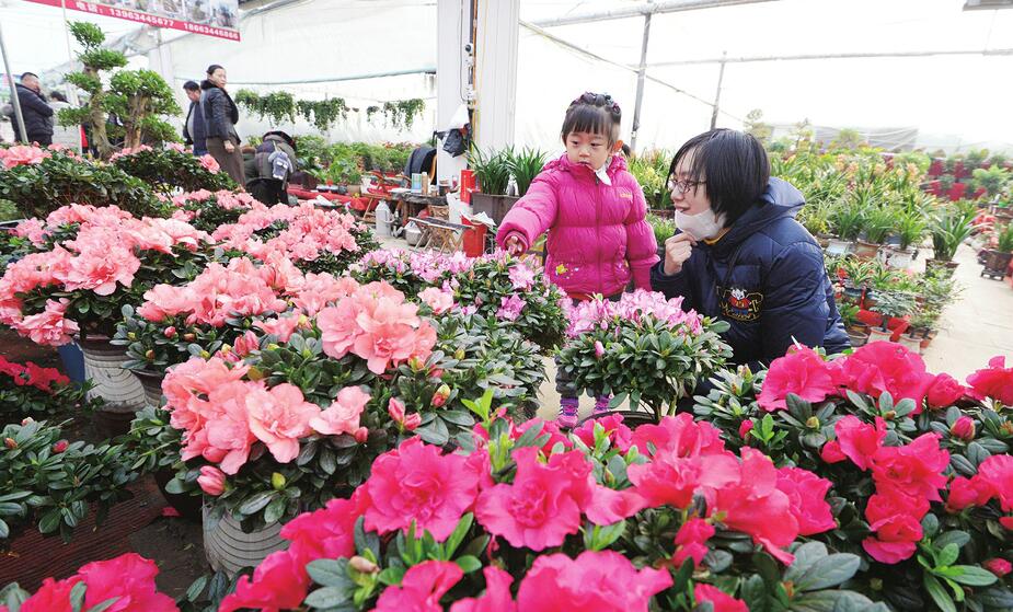 新春临近花卉俏
