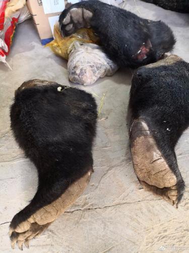 分工明确、多省作案 陕西破获特大猎杀濒危野生动物案