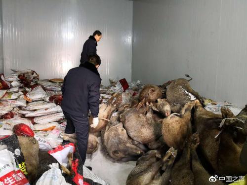 分工明确、多省作案 陕西破获特大猎杀濒危野生动物案