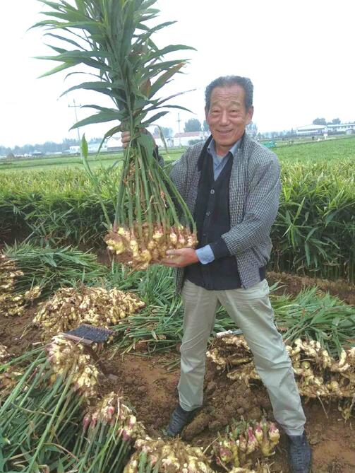 "三辣"即为生姜,白皮大蒜,鸡腿葱"一麻"即为大红袍花椒.