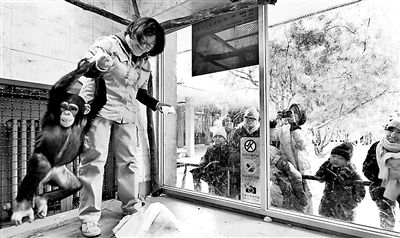 育幼师十年如一日陪小动物过春节 北京动物园“破儿五”给黑猩猩包饺子