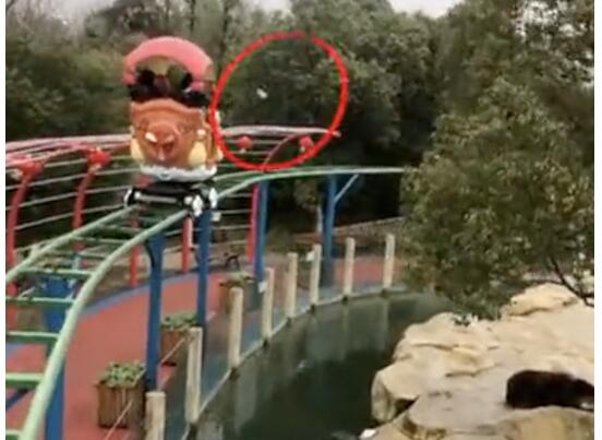 熊大熊二一脸懵！苹果手机误投棕熊 动物园最昂贵的投喂