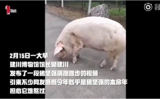 猪生不易！猪坚强12岁日渐消瘦 经历汶川地震废墟下被埋36天