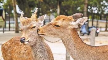 太凶了吧？奈良鹿咬人创新高 8成为外国人其中8人因被鹿撞骨折送医