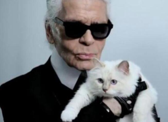 惊呆了!遗产由猫继承什么情况?那