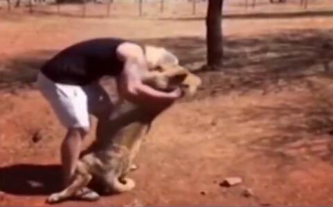 暖哭了!南非狮子扑男子火了 给你一只狮子你敢抱吗?